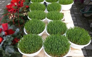 Spomendan je svete Lucije, počinje Caritasova akcija Za 1000 radosti